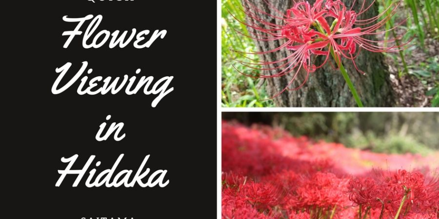 things to do in saitama, higanbana flower viewing