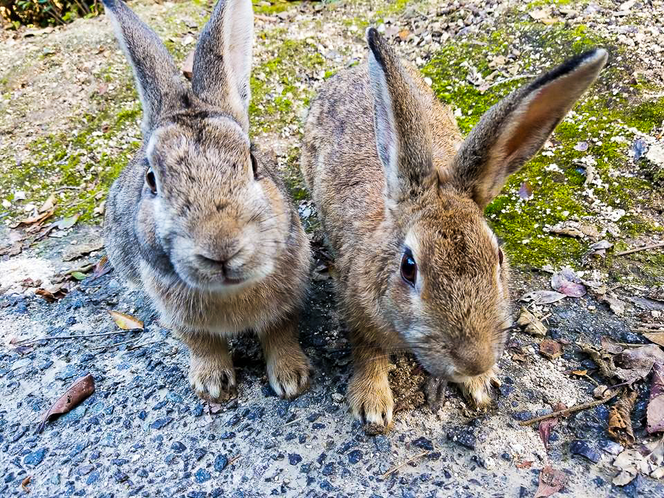 Bunny Island, Okunoshima